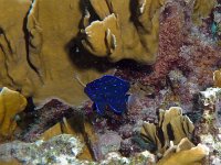 Juvenile Yellowtail Damselfish